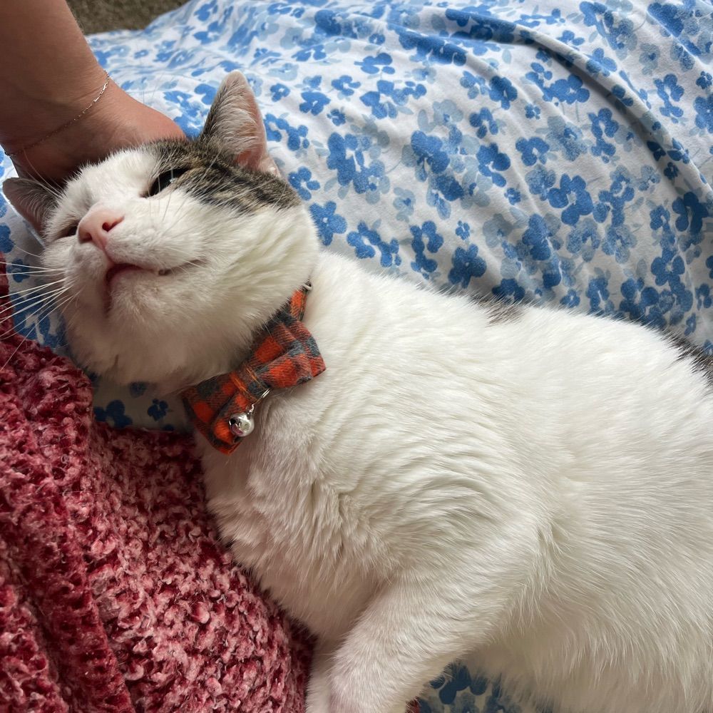 Blu the piebald cat