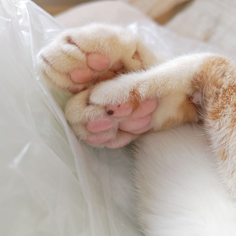 おじぬこ