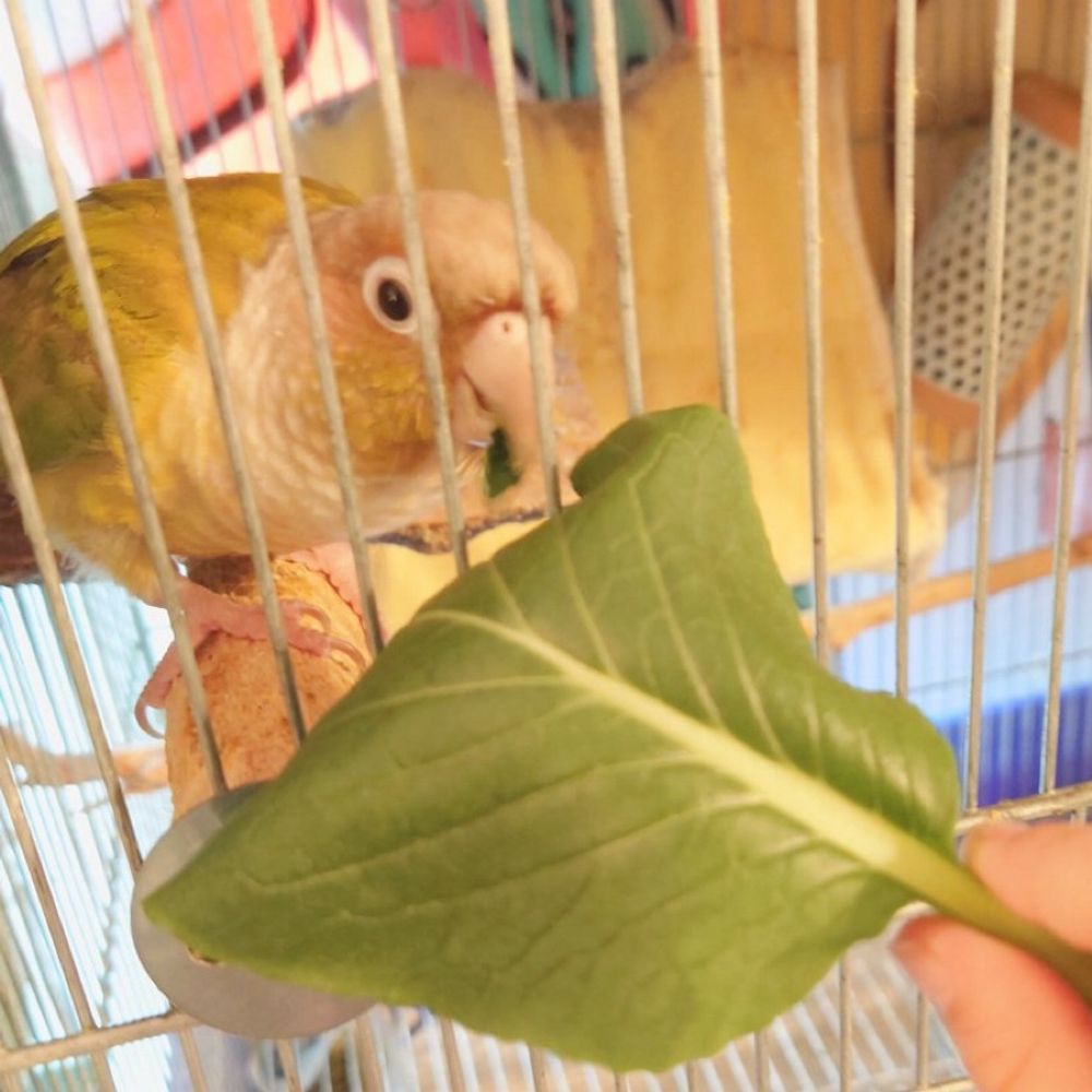 ひらしょー