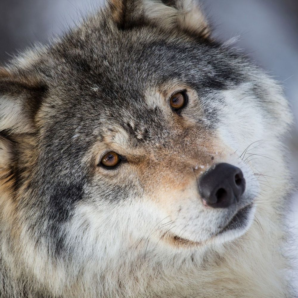 Shanawolf