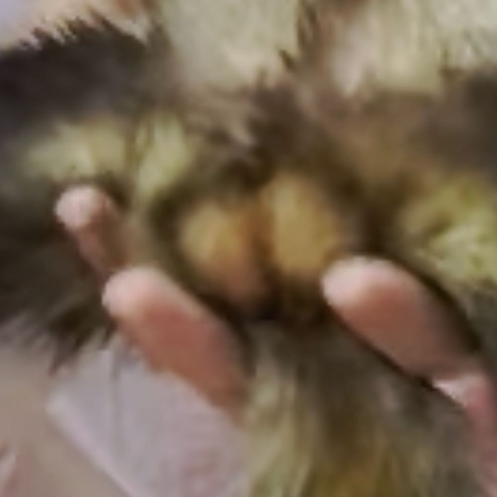 とめこおばあちゃん
