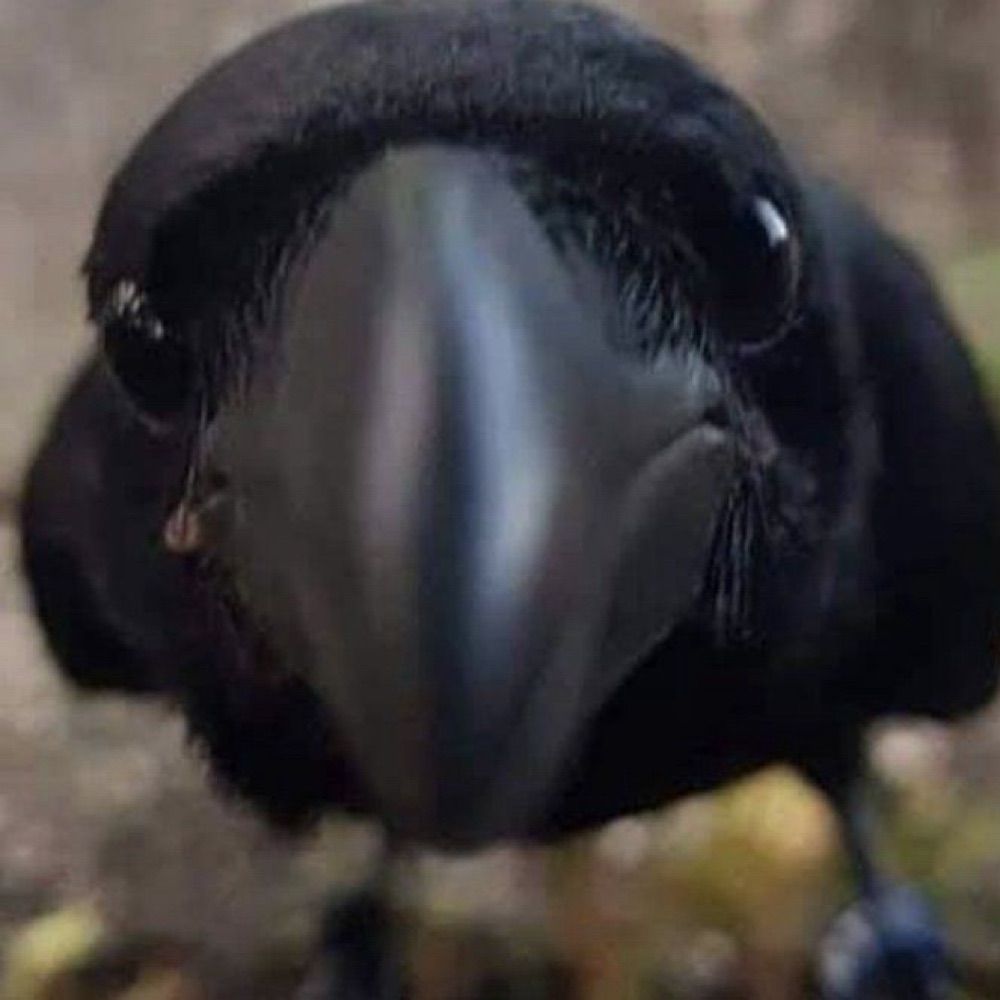 Paste Gobbler