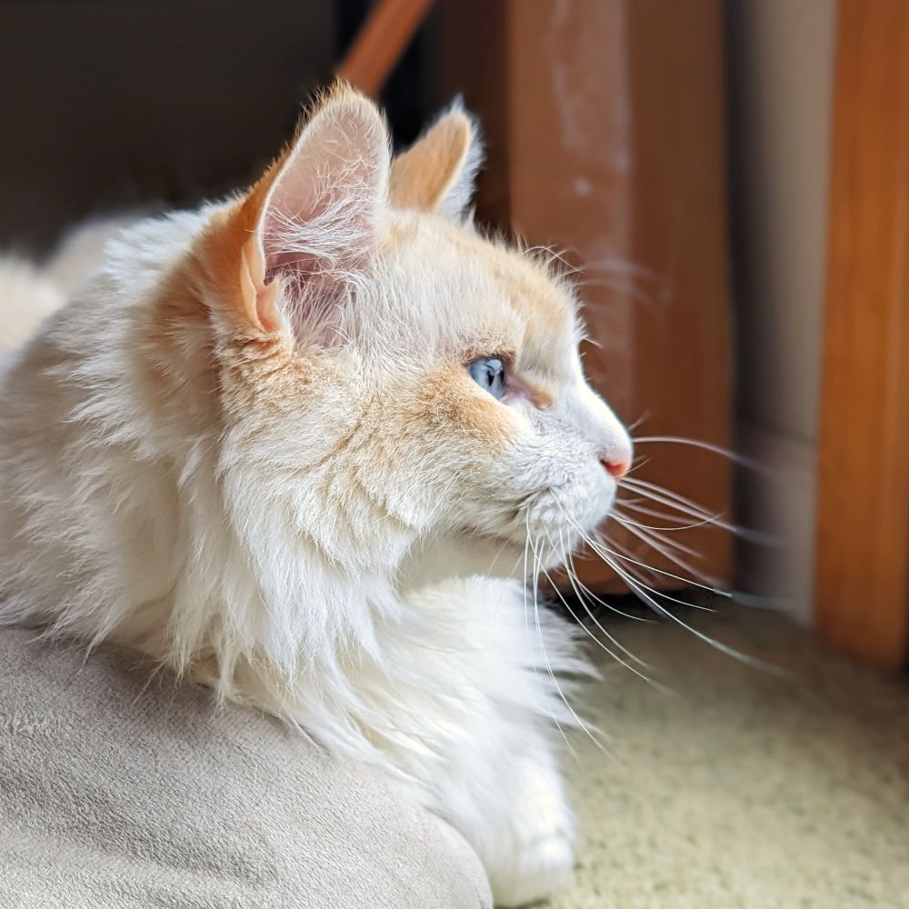 Casper ✨ and friends 🐈