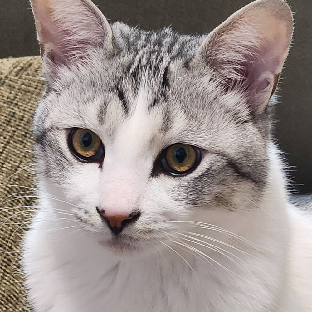 りー🐈️