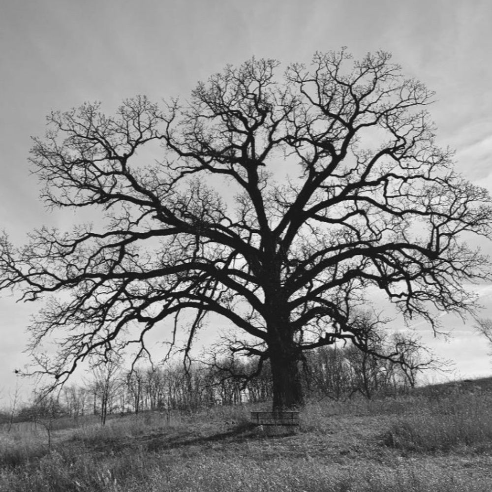 Farther Trees Press