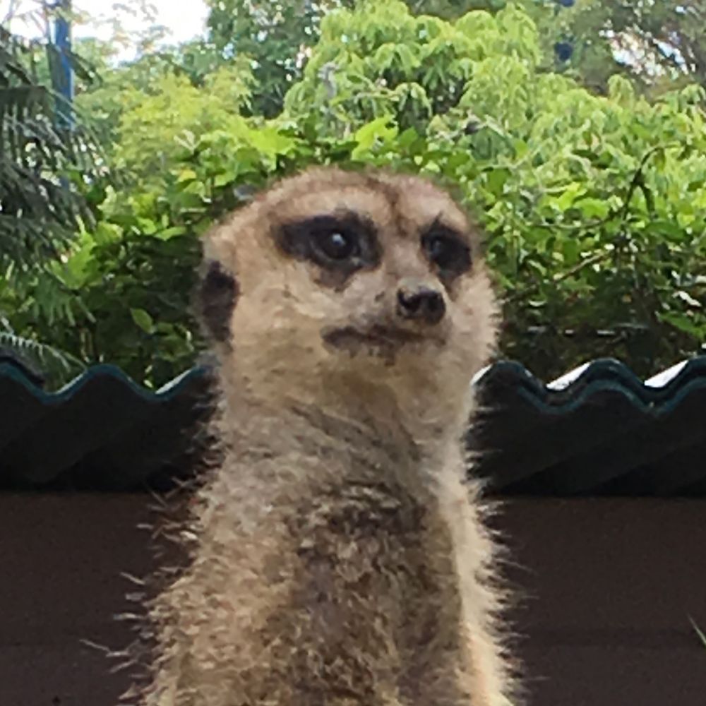 むぎちょこ