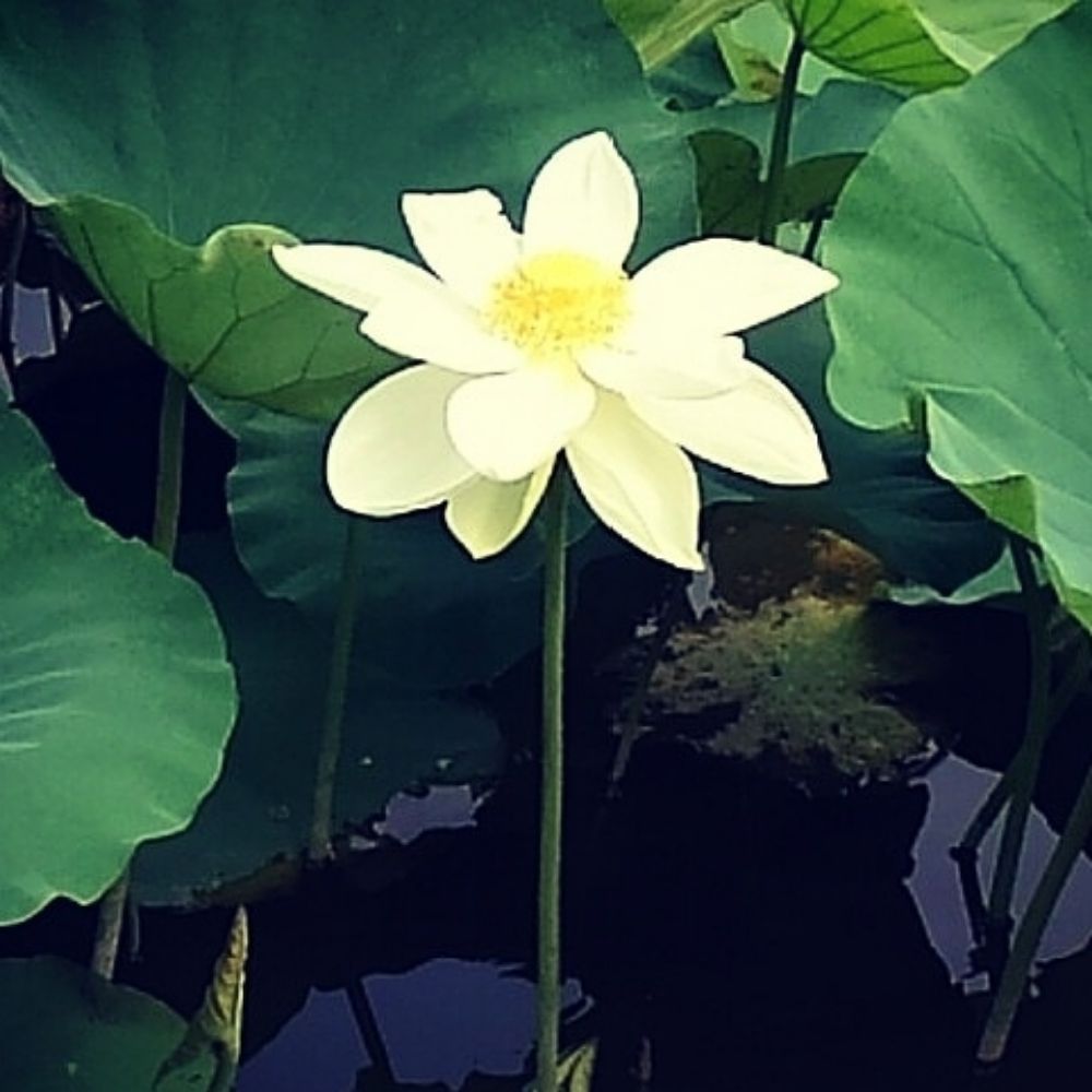 さちぎつね