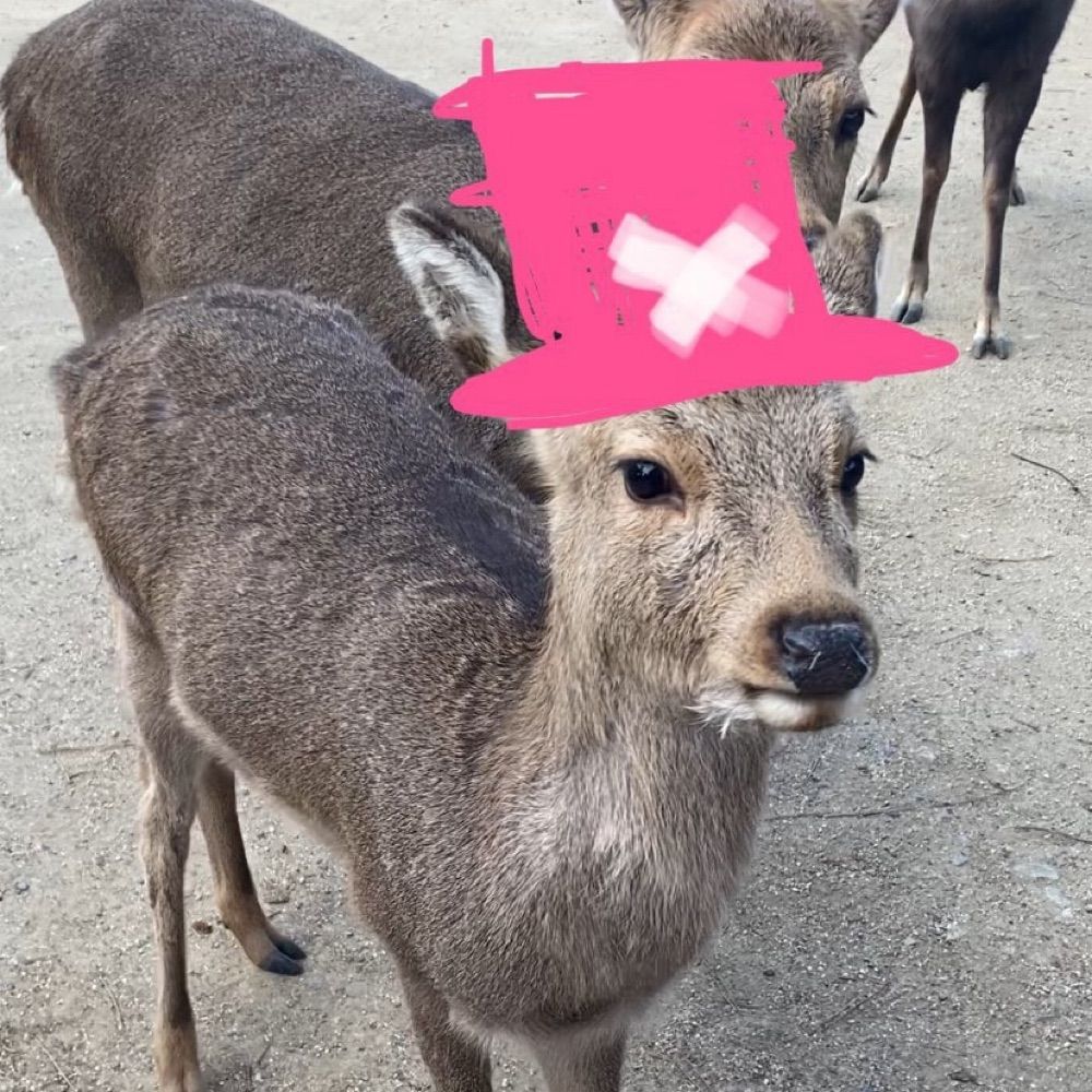 deer