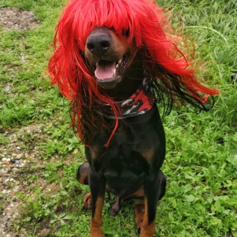 Doberman Pinscher Lovers