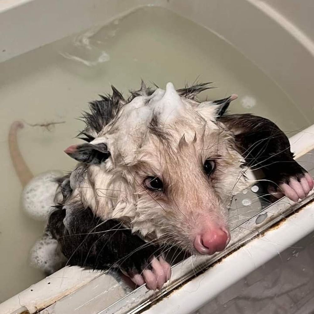 pawjob possum