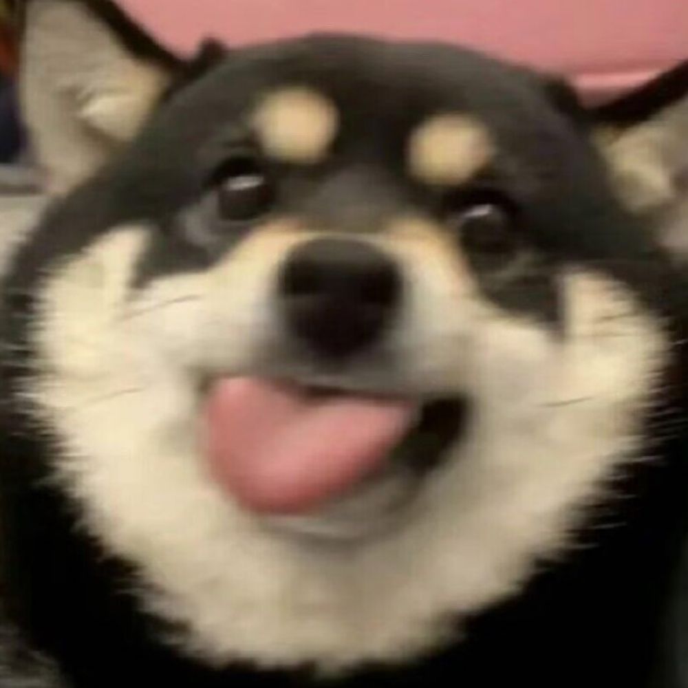 汪汪