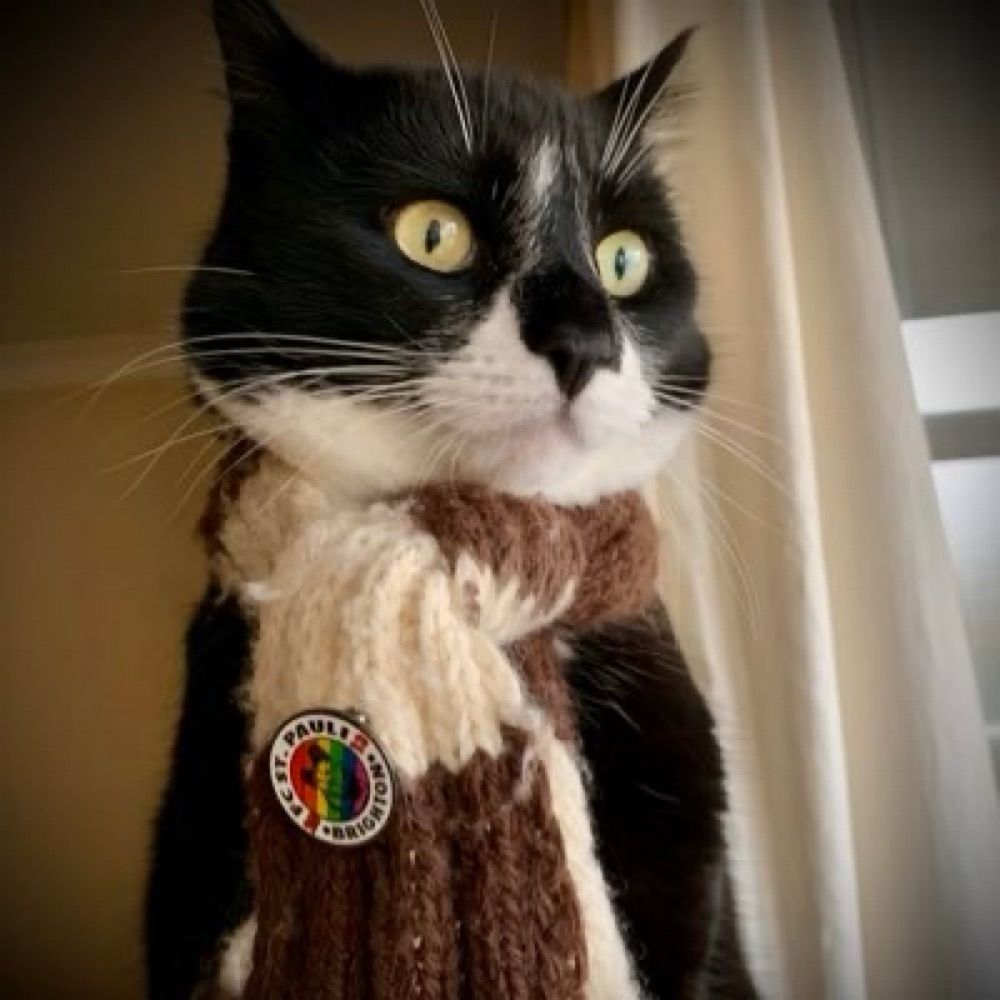 Pauli the Cat