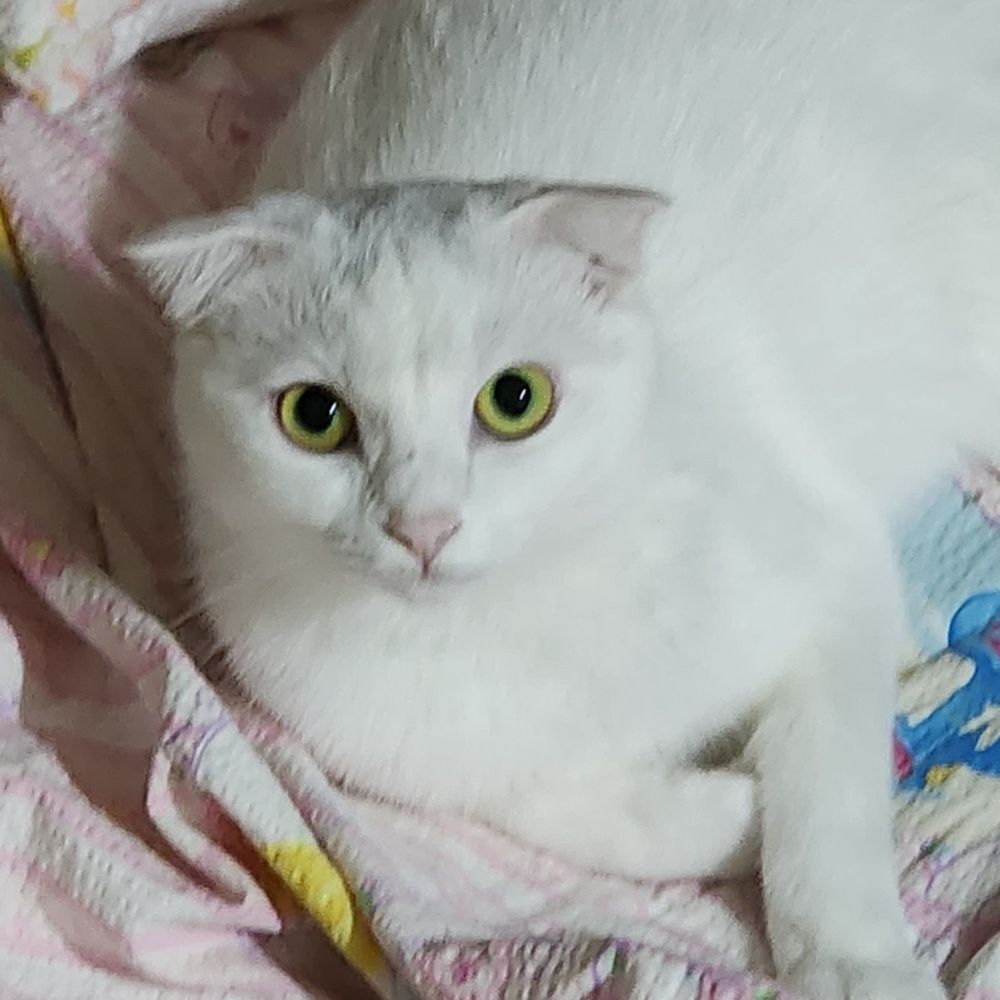 파이스트리