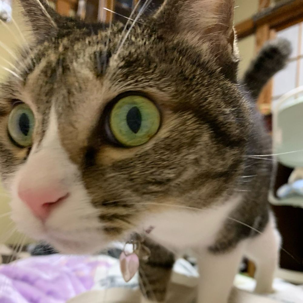 あんこ