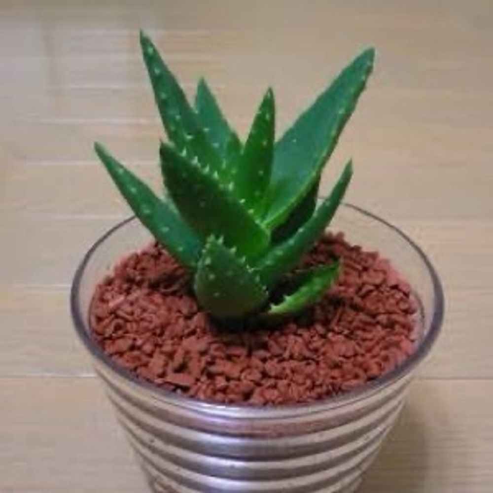 あろえ