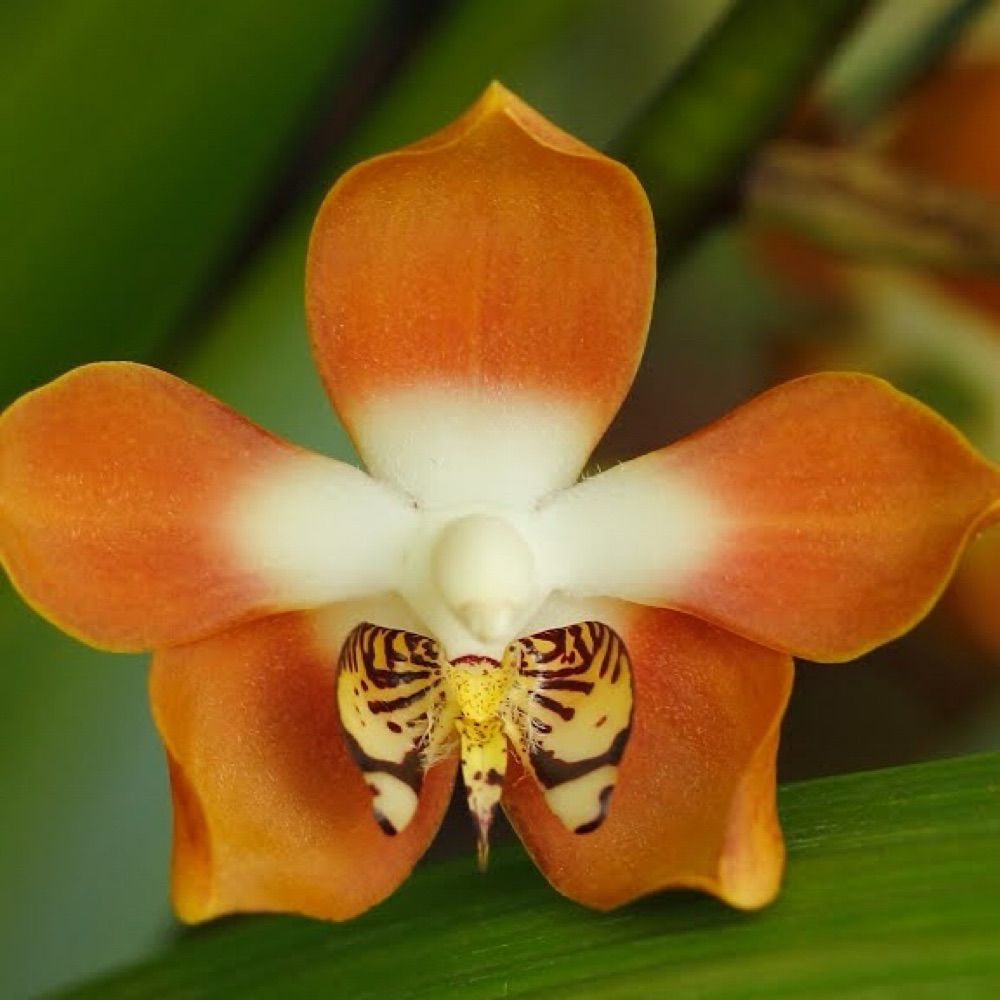The Irish Orchid Society