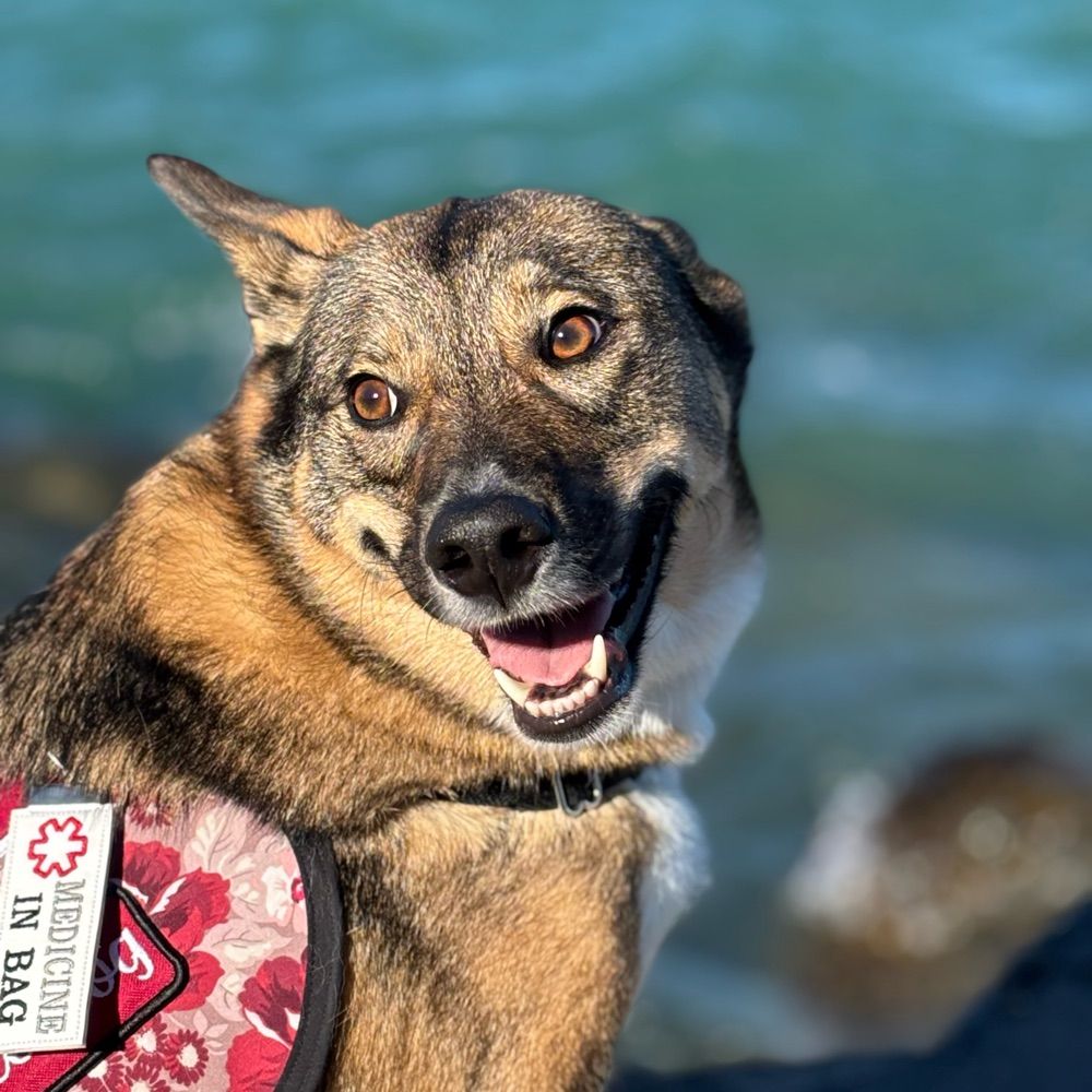 Jackson Norwegian Elkhound Mix