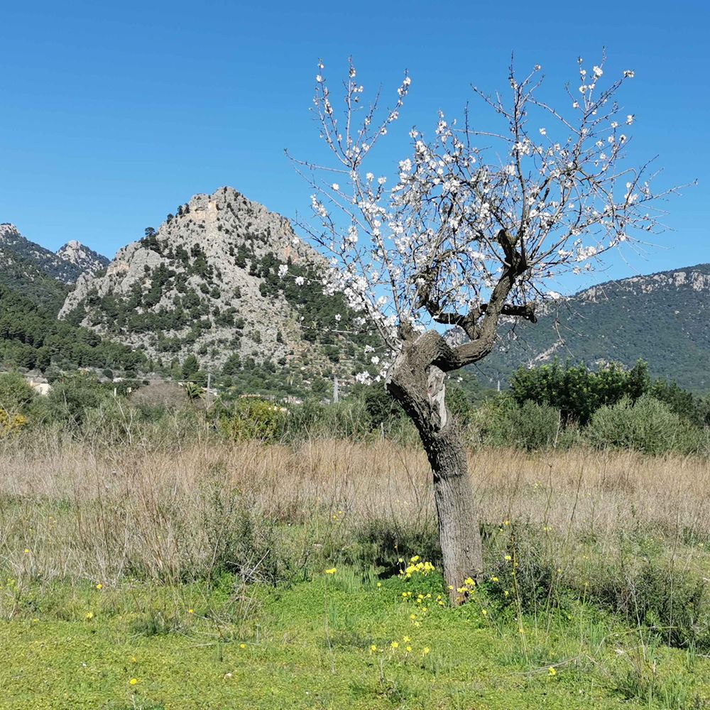 Joan Moranta