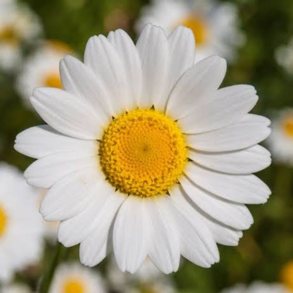 Daisy_Train
