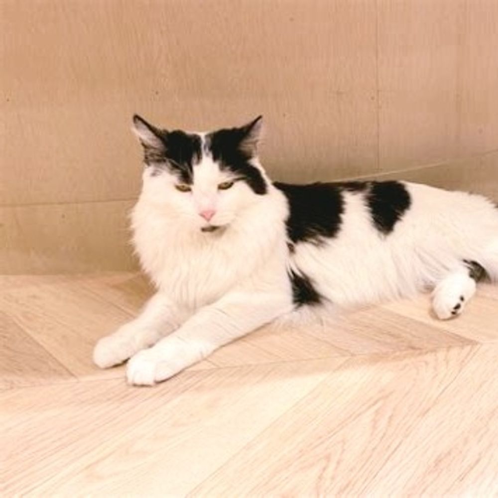 Team cow cat 🔜 Cat-con 2025