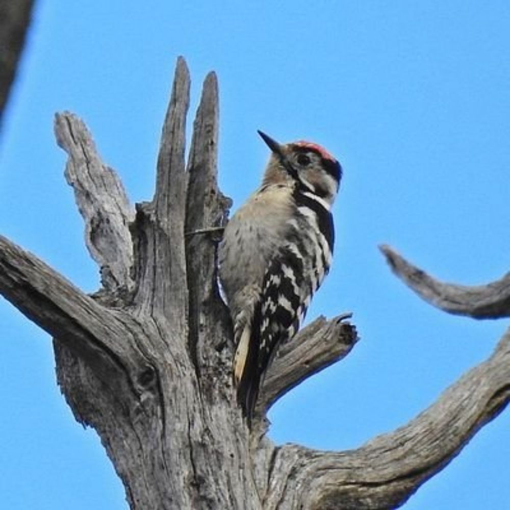 Chris' Wildlife Sightings & Photography's avatar