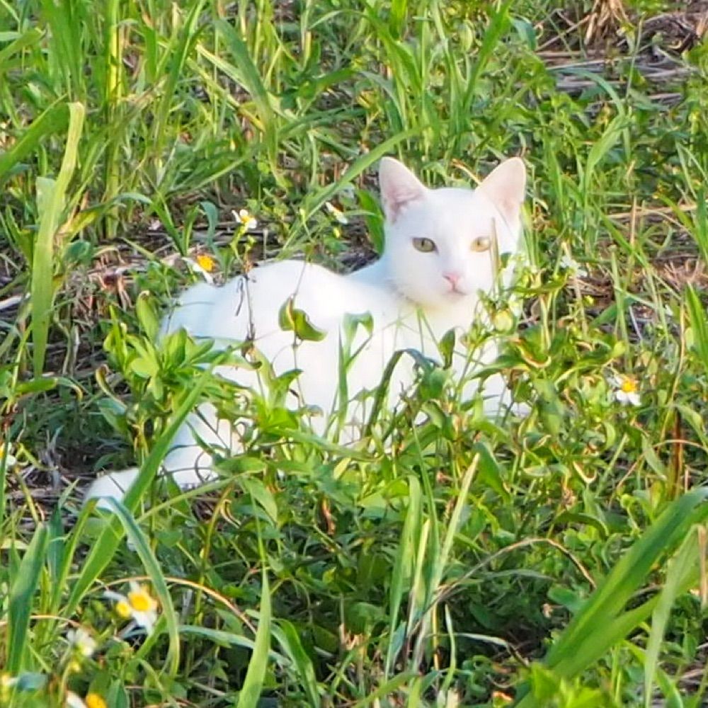 ゆき