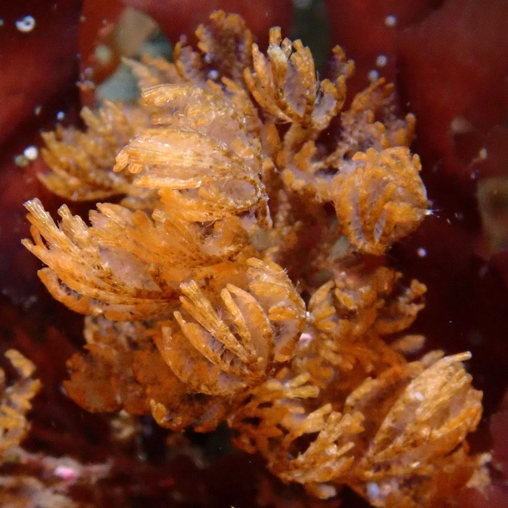 Marine calcifiers