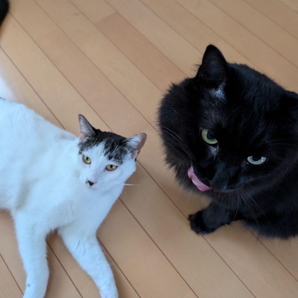 なのぷ(なのなの)