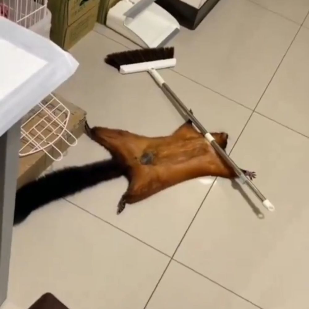 杰finch
