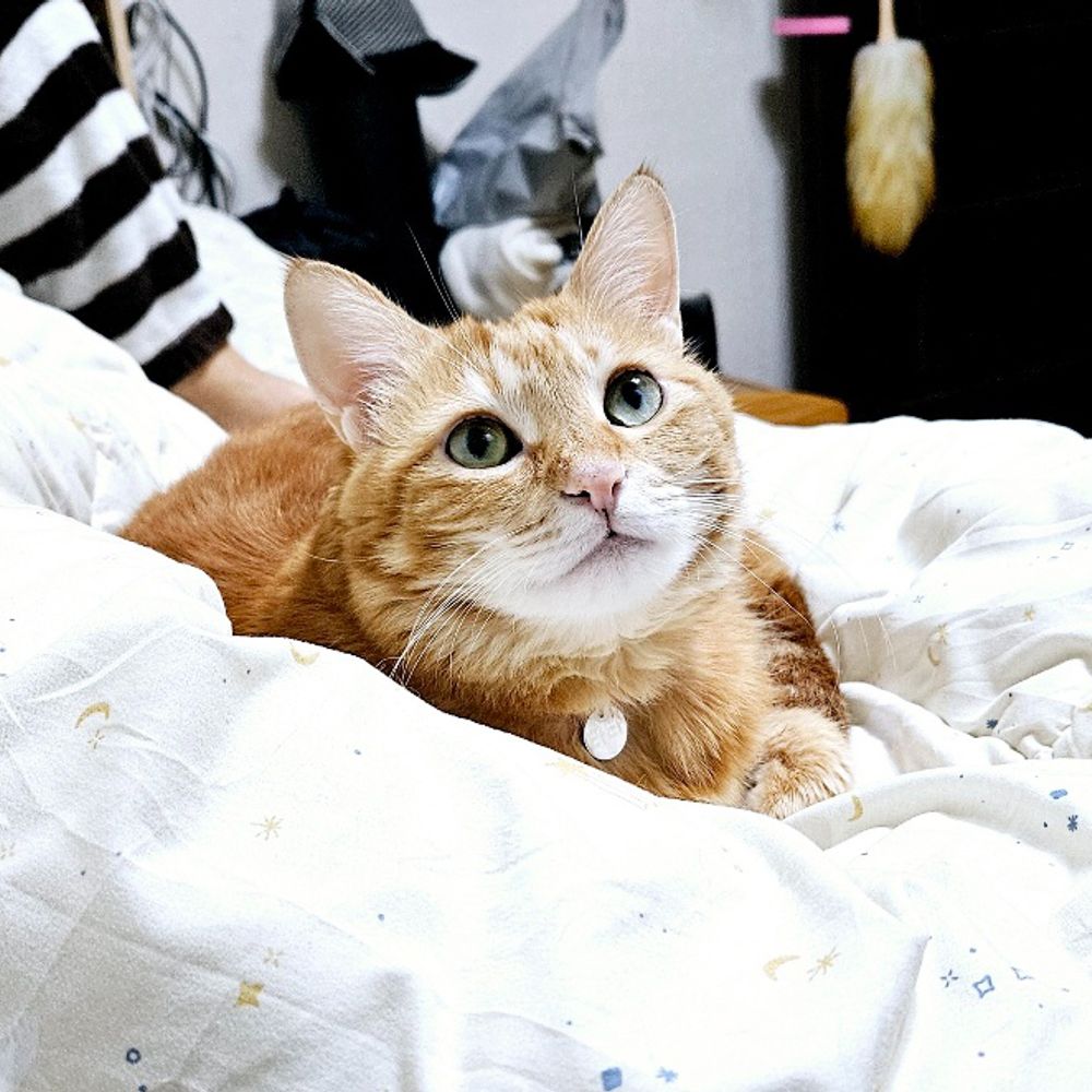 리세치