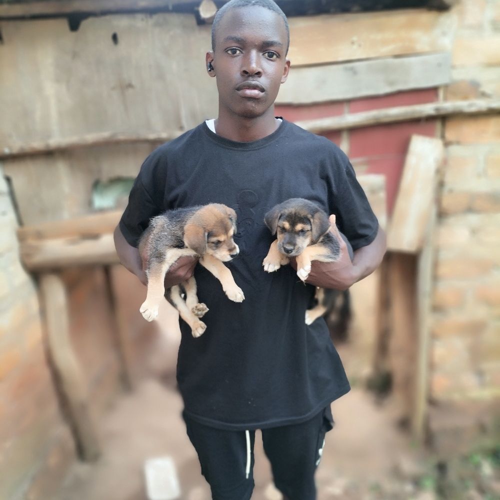 Faruk hope for stray dogs 🐕