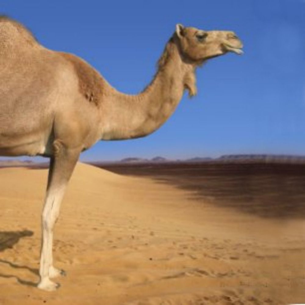 The Camel's Nose