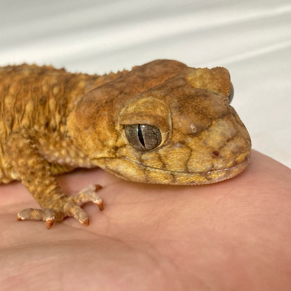 daichi@Amy's reptiles shop