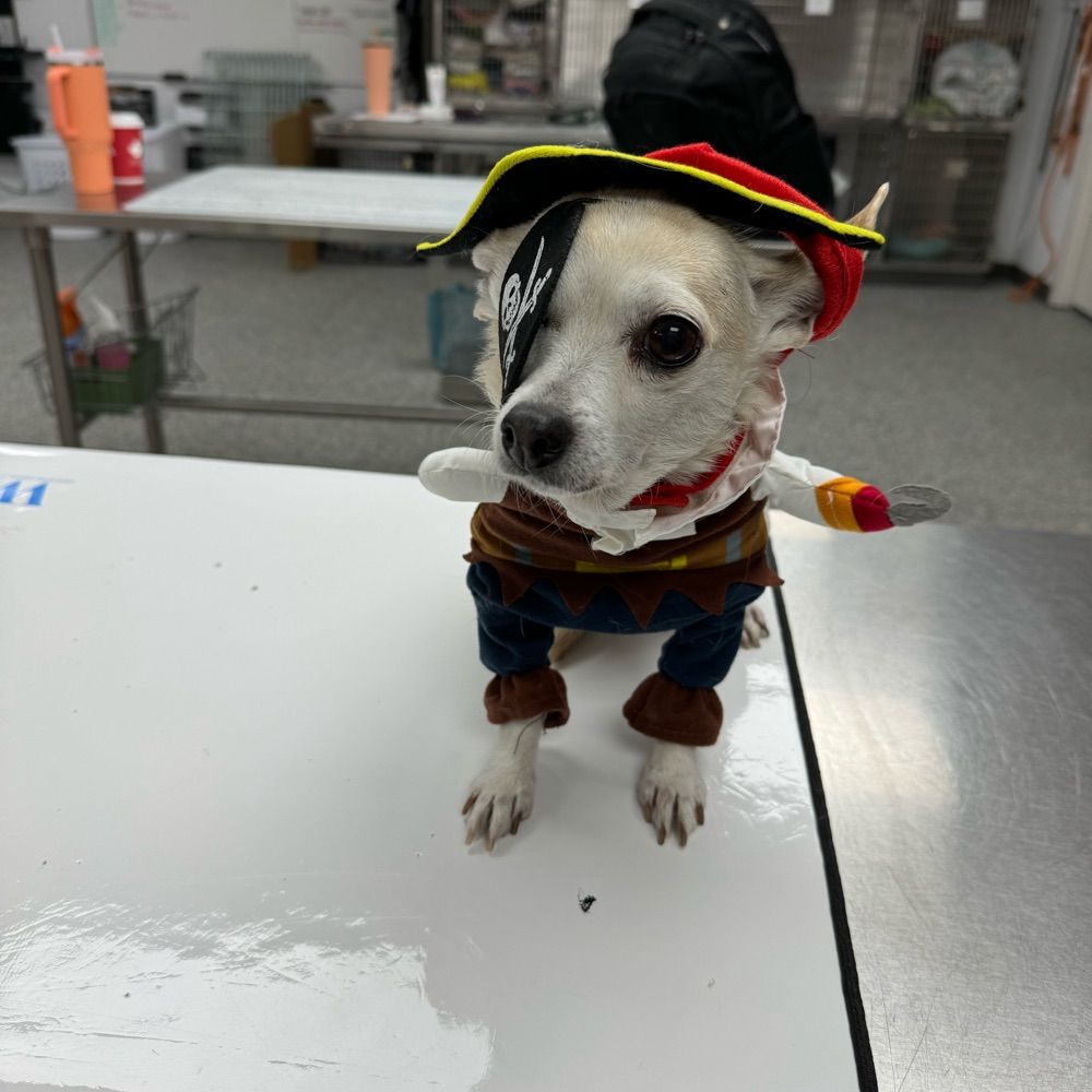Dog Doc Kat