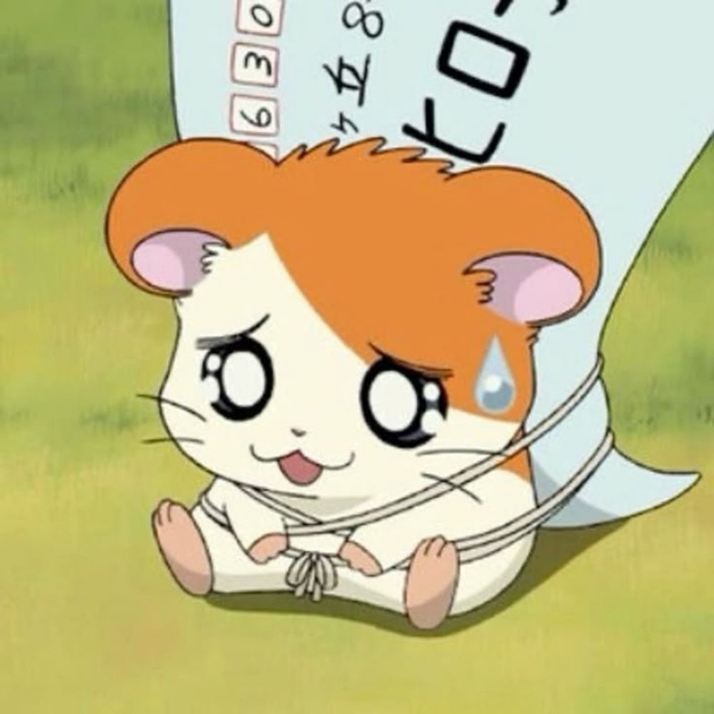 코이