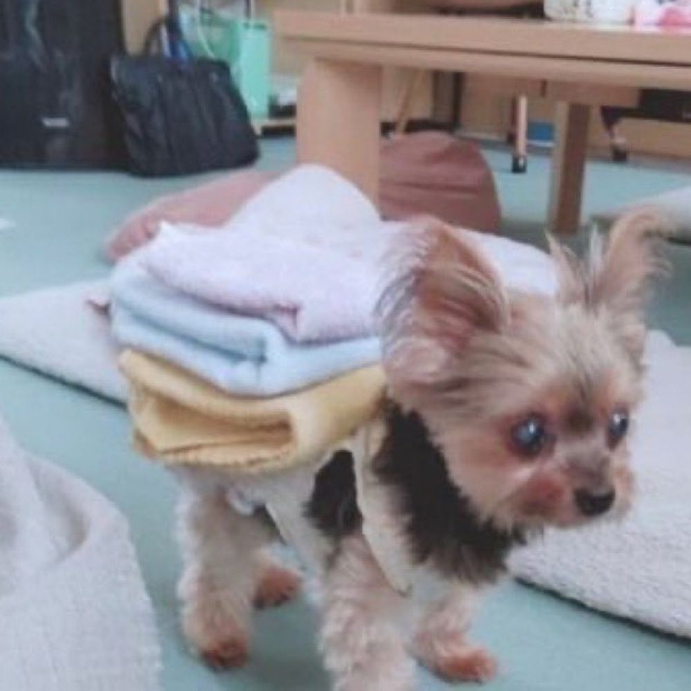 할와와