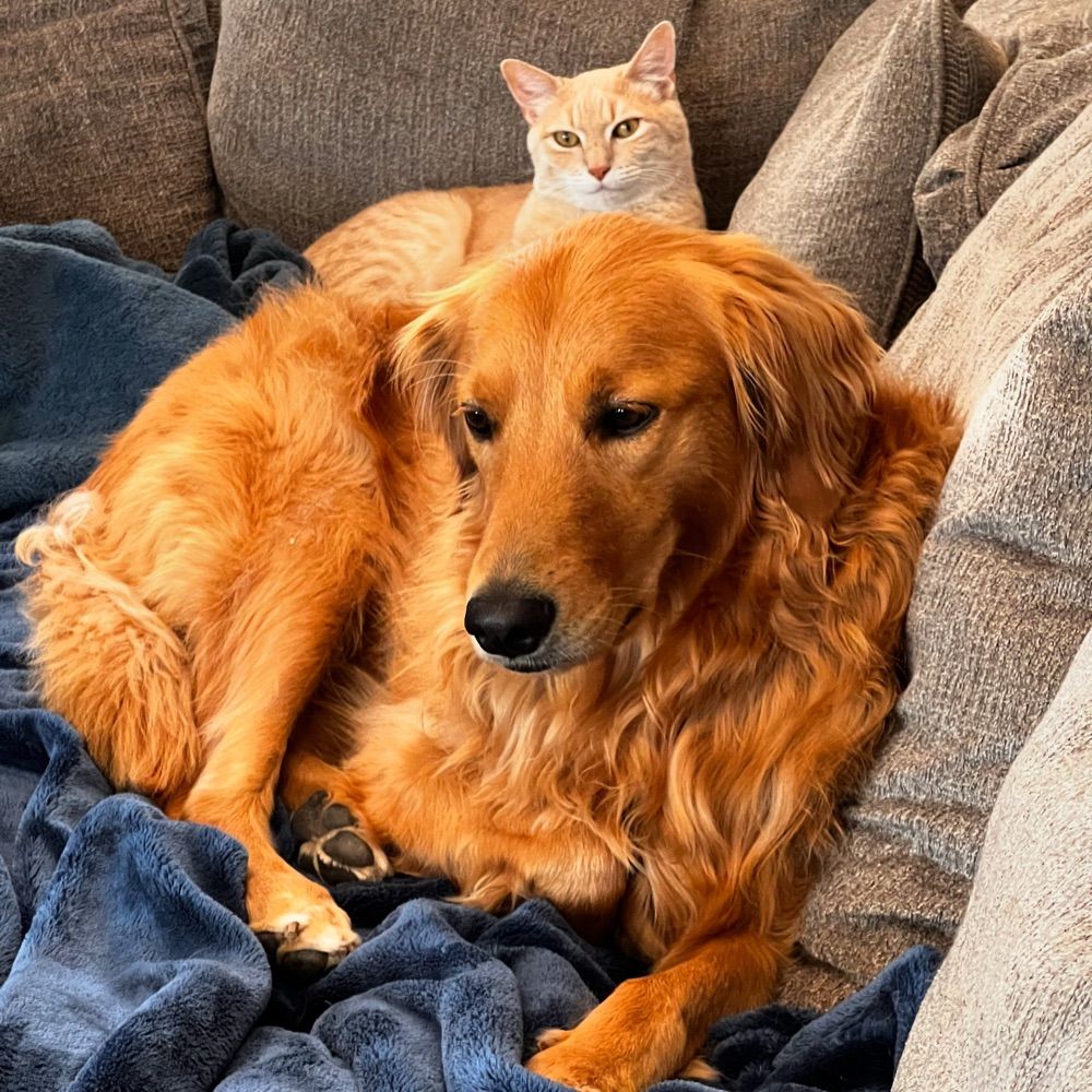 Waffles and Maple