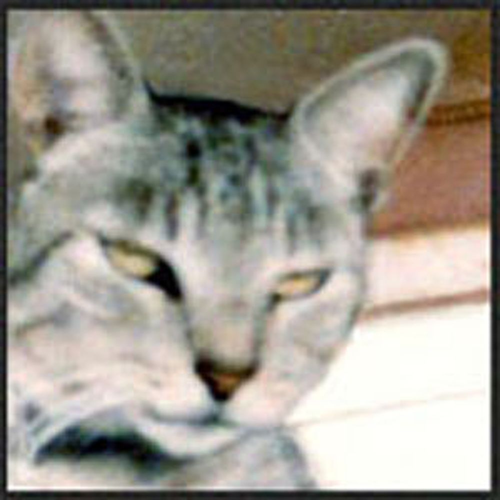 Zinkognito