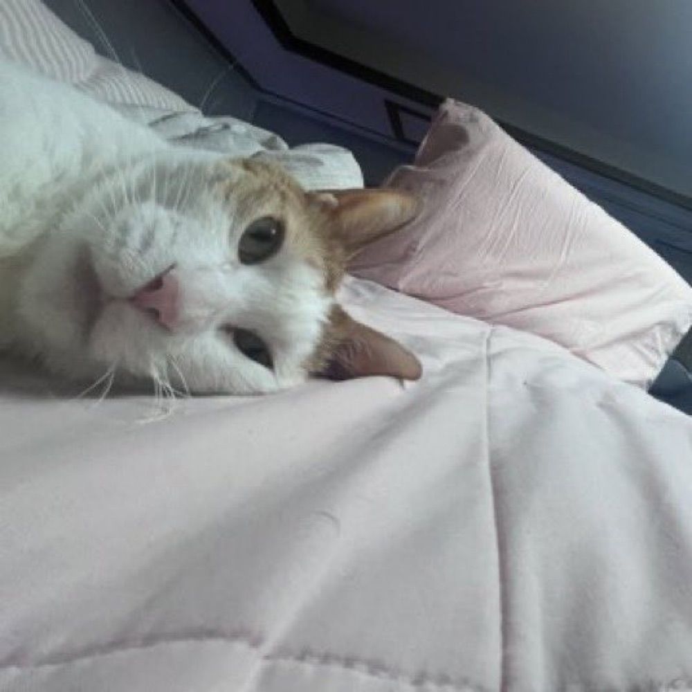 간계밥