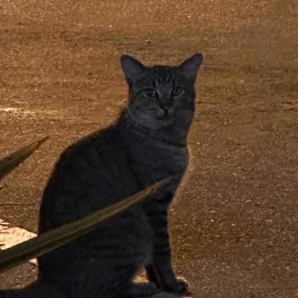 SayA