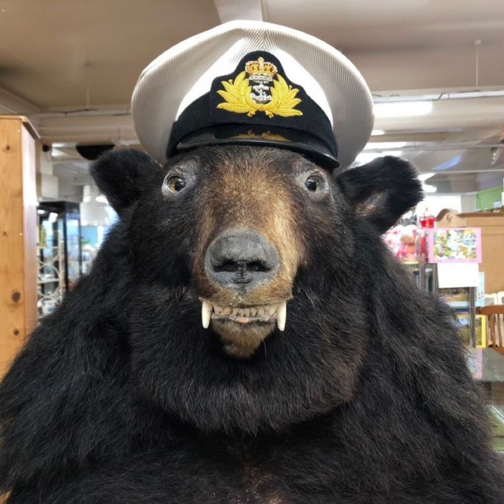 Bear or bust