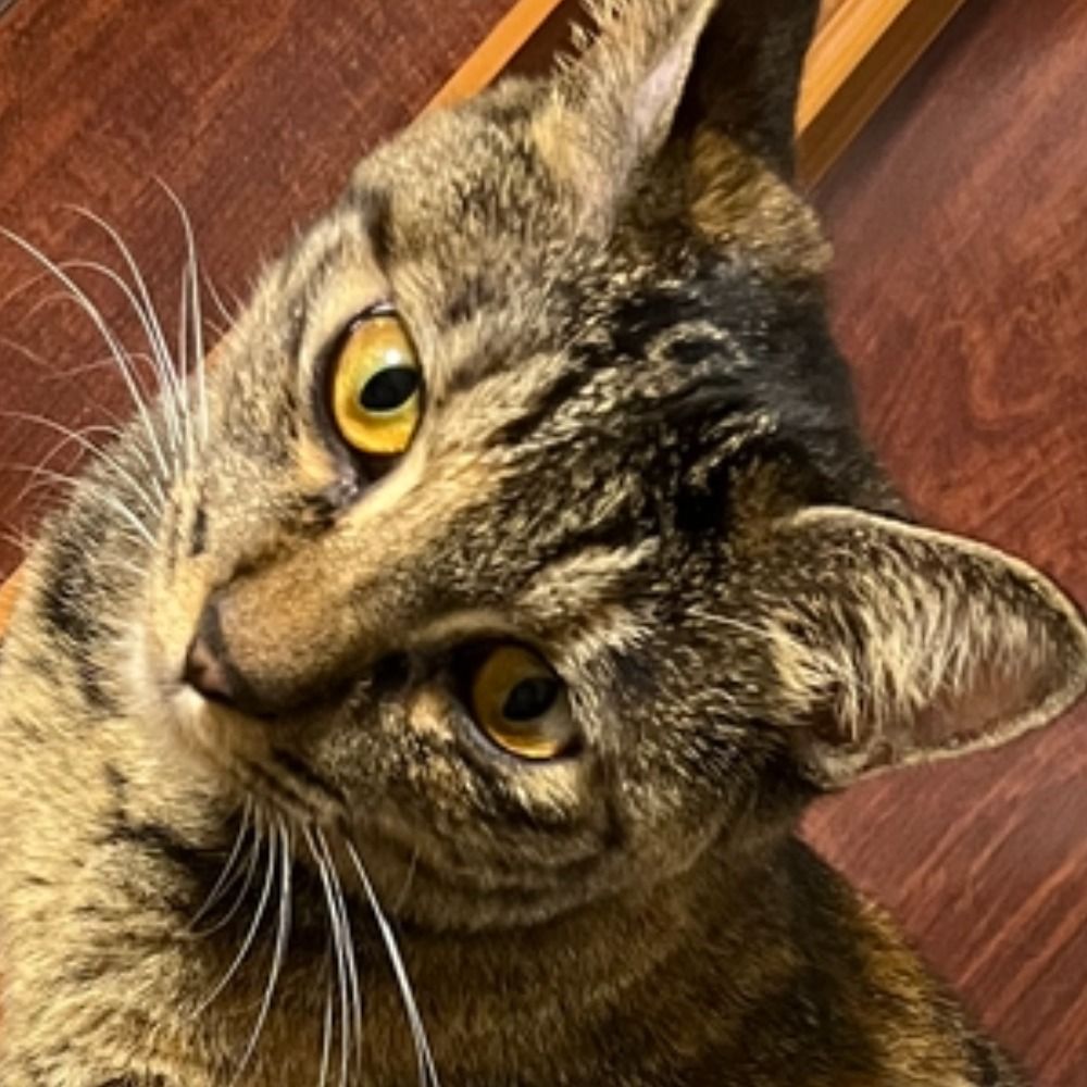 ねこまみれ