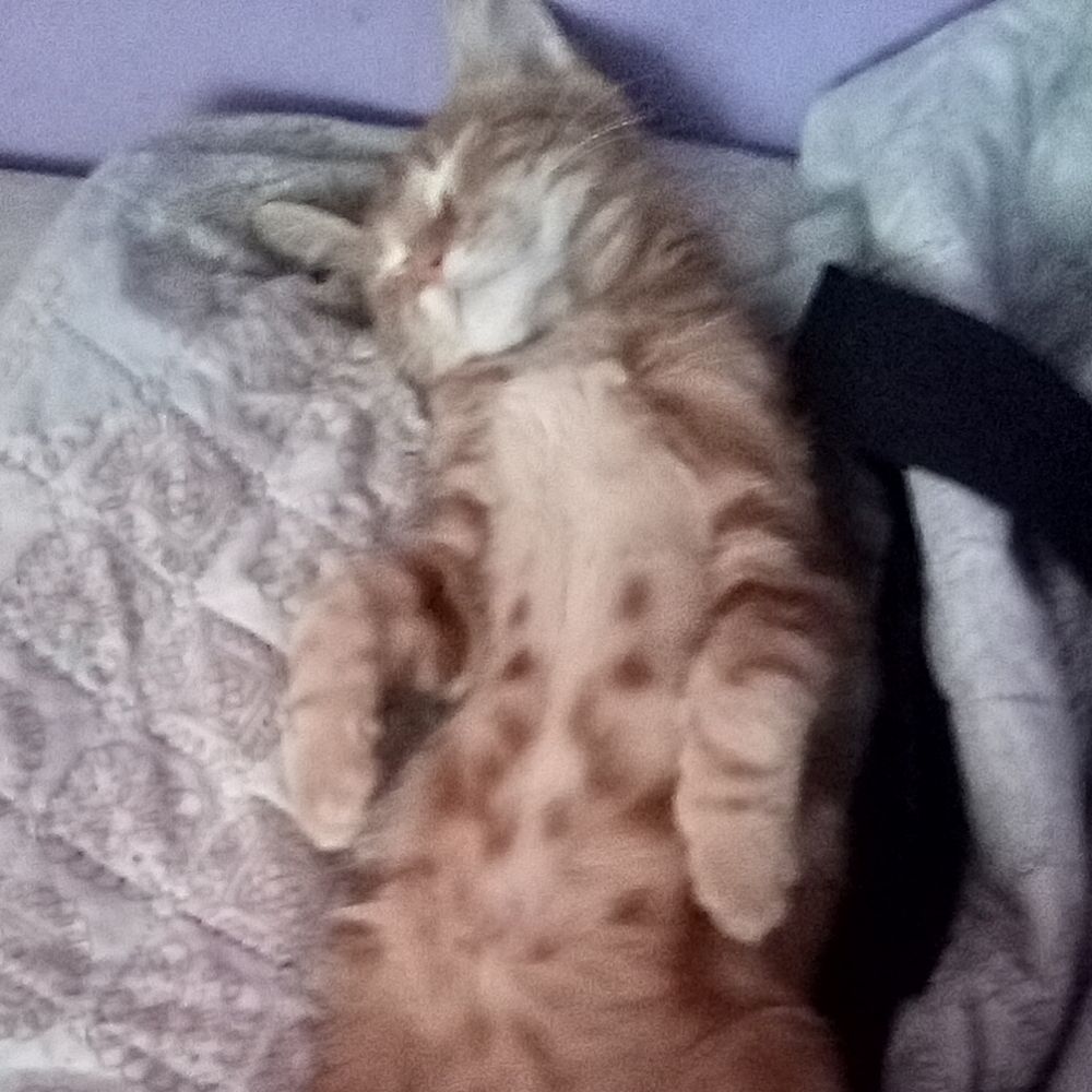 Jaimito