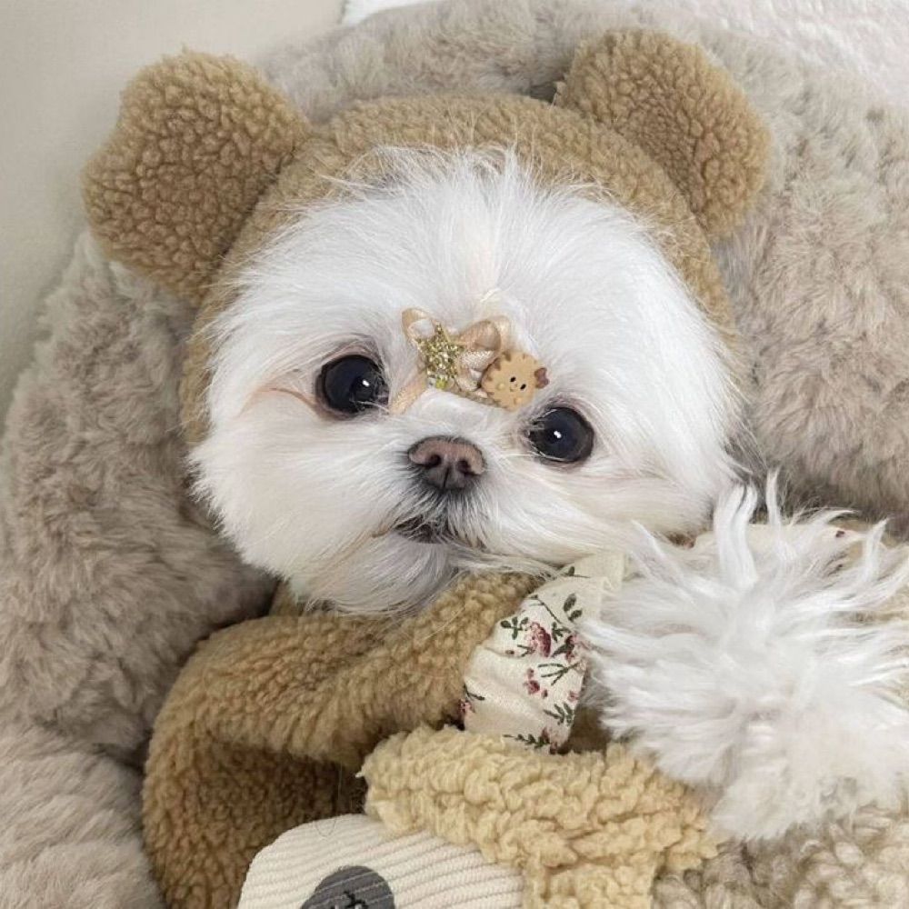 ₊˚⊹ pup ⋆˚⟡˖ ࣪