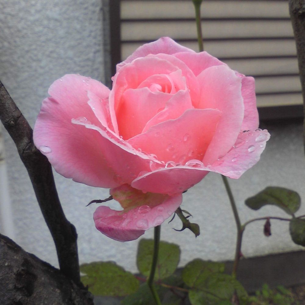 hirotan🌹narutan
