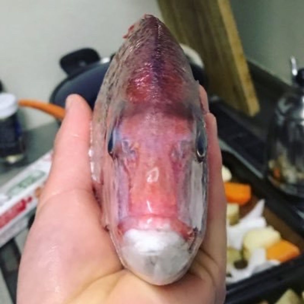 しかくん