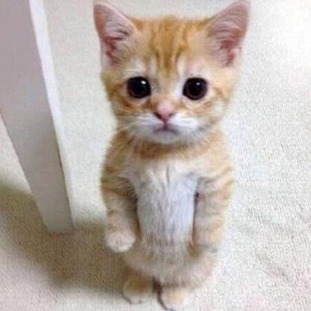 星丸🐱