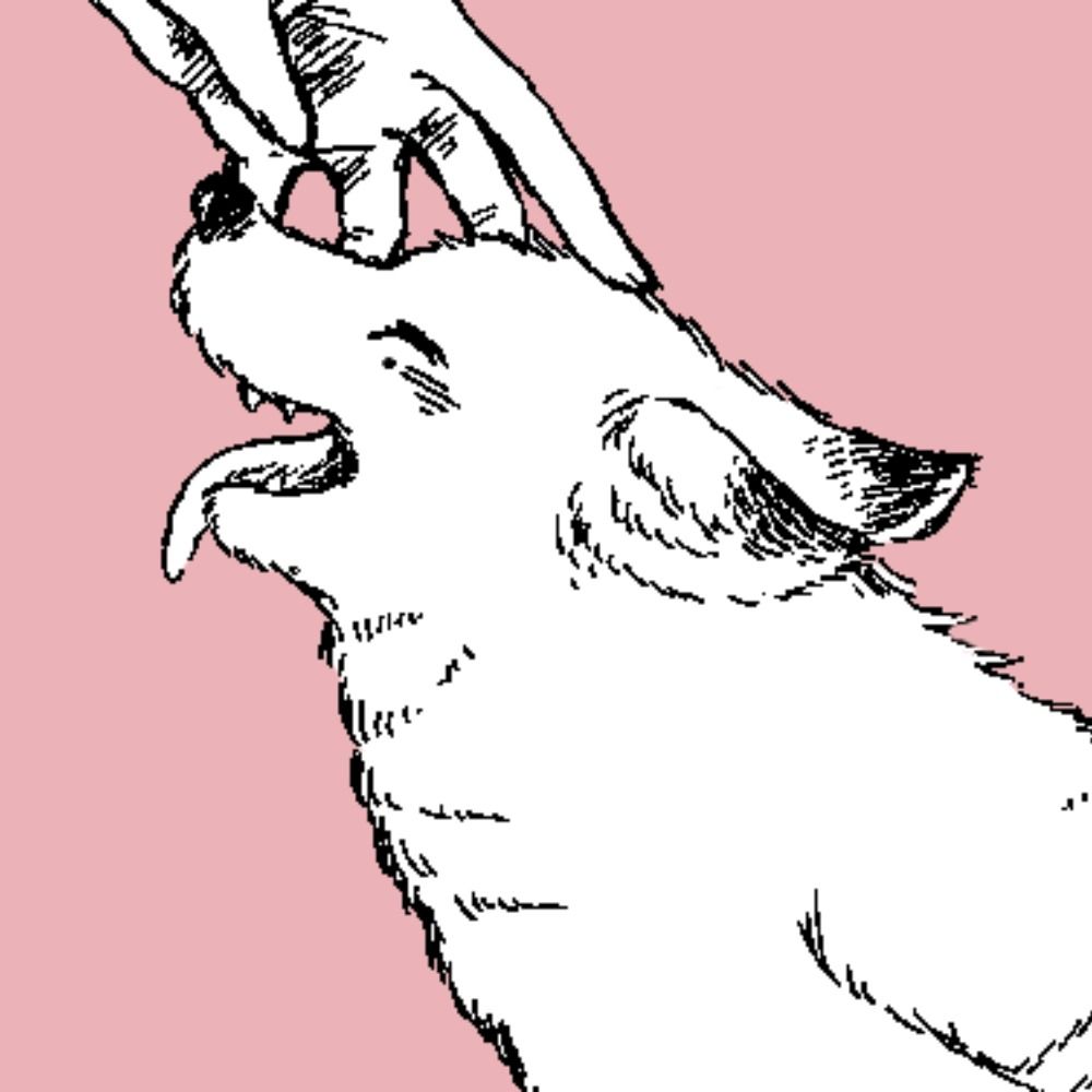 あこや🌹
