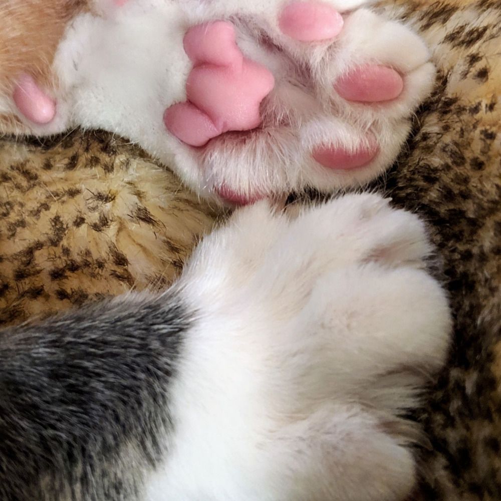 Real Cats of Blue Sky