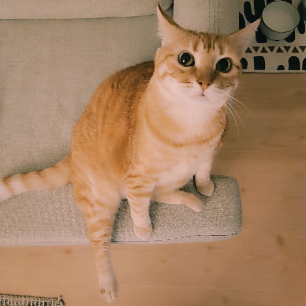 Özlem